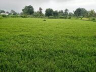 Brahmi Leaves Powder (Bacopa Monnieri) 100 Gram - Image 7